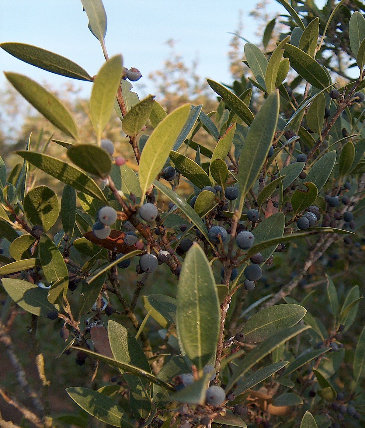 olive — Wiktionnaire, le dictionnaire libre