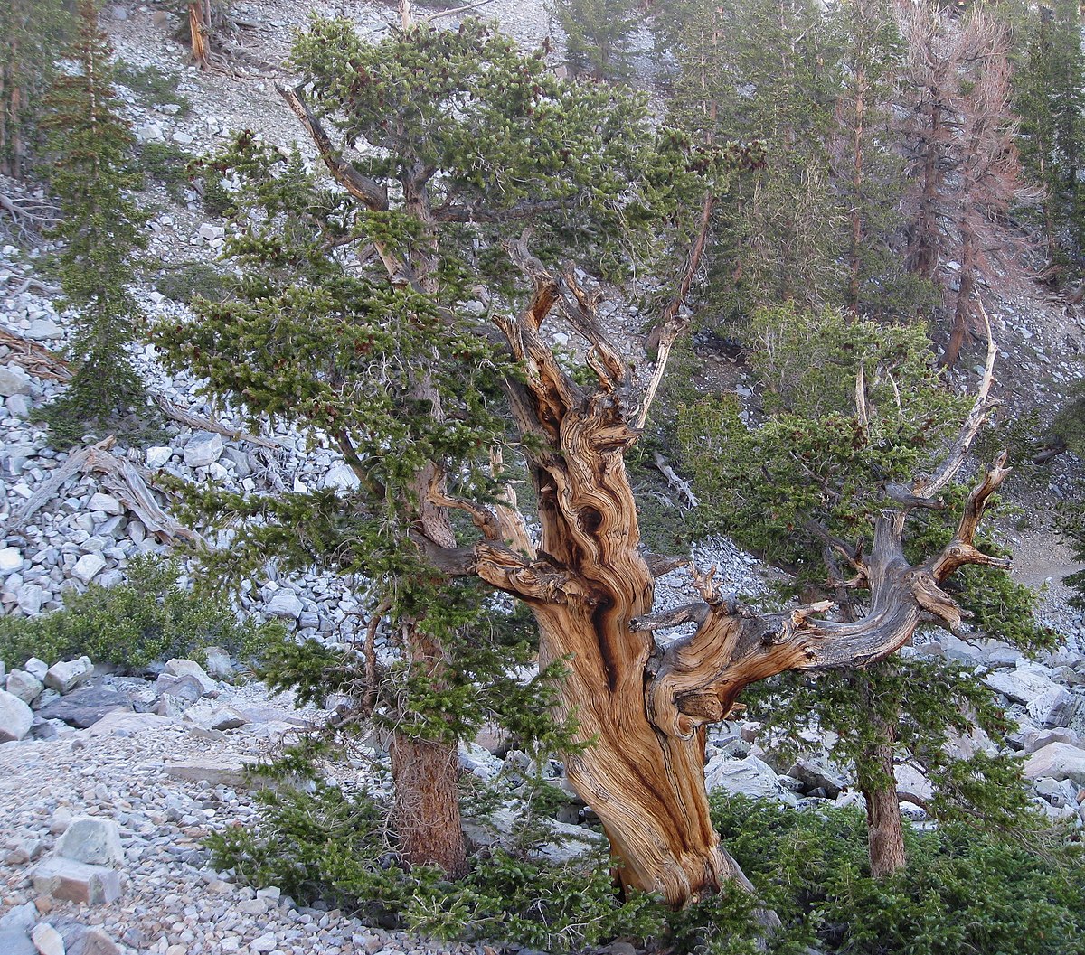 Pin Bristlecone D finition Et Explications