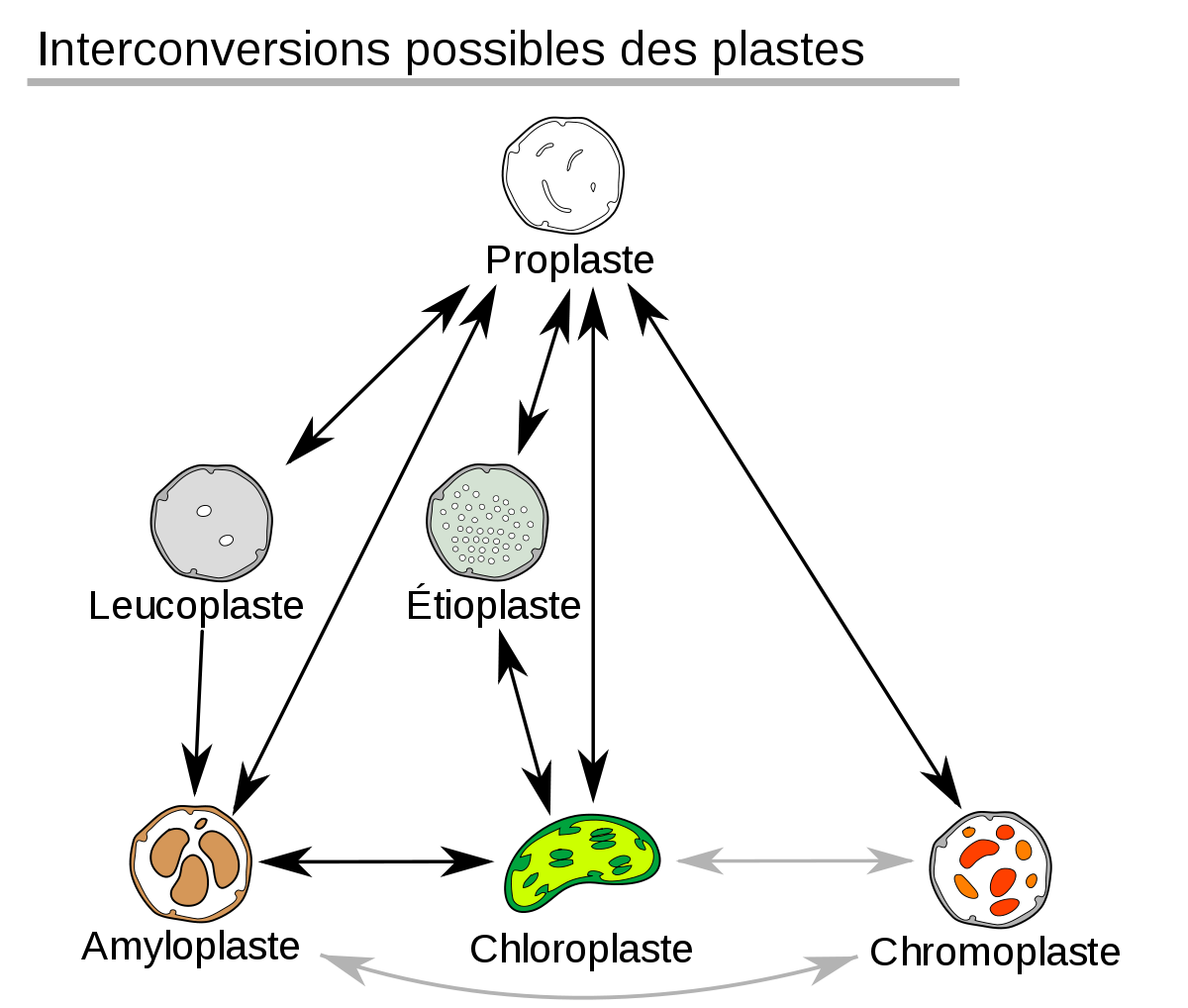 Plaste - Définition et Explications