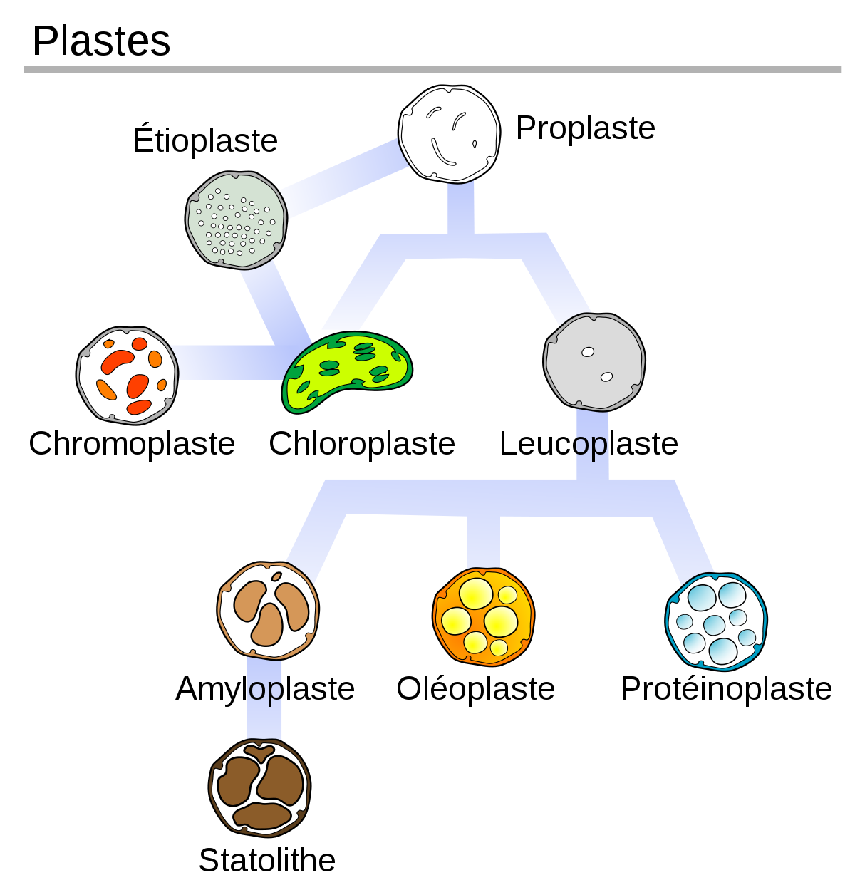 Plaste - Définition et Explications