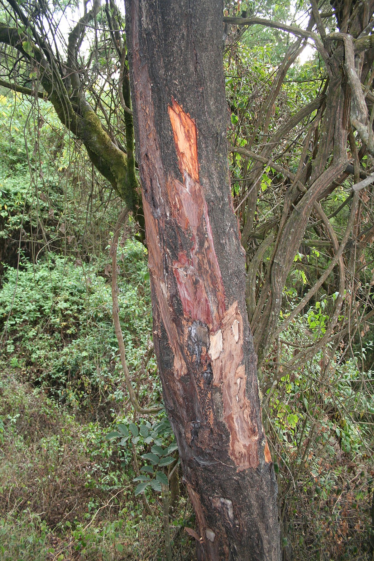 Prunus Africana - Définition Et Explications