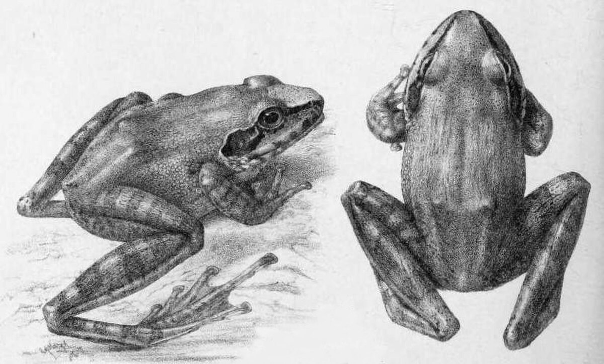 Pseudophilautus beddomii - Définition et Explications