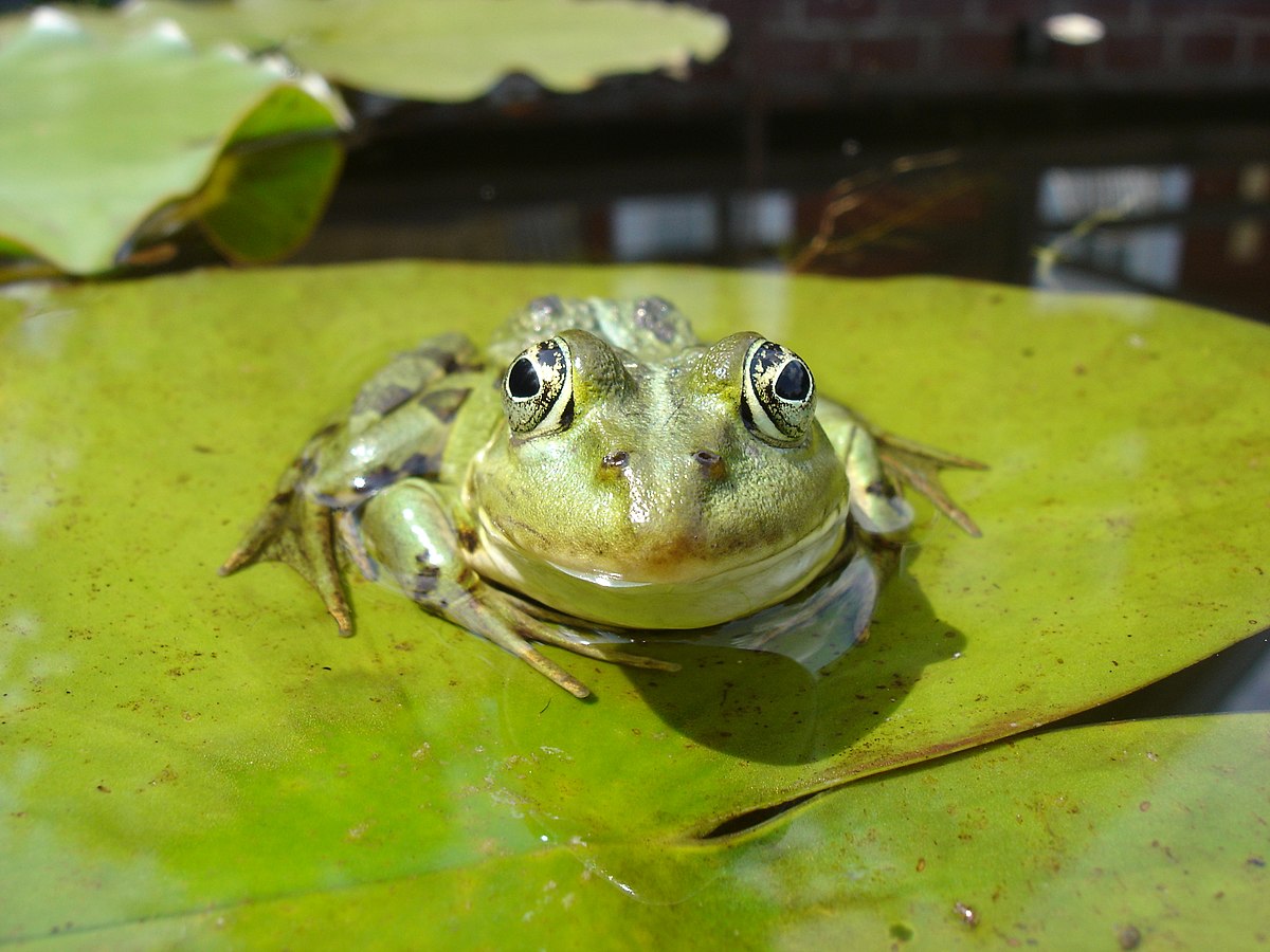 Grenouille rieuse — Wikipédia