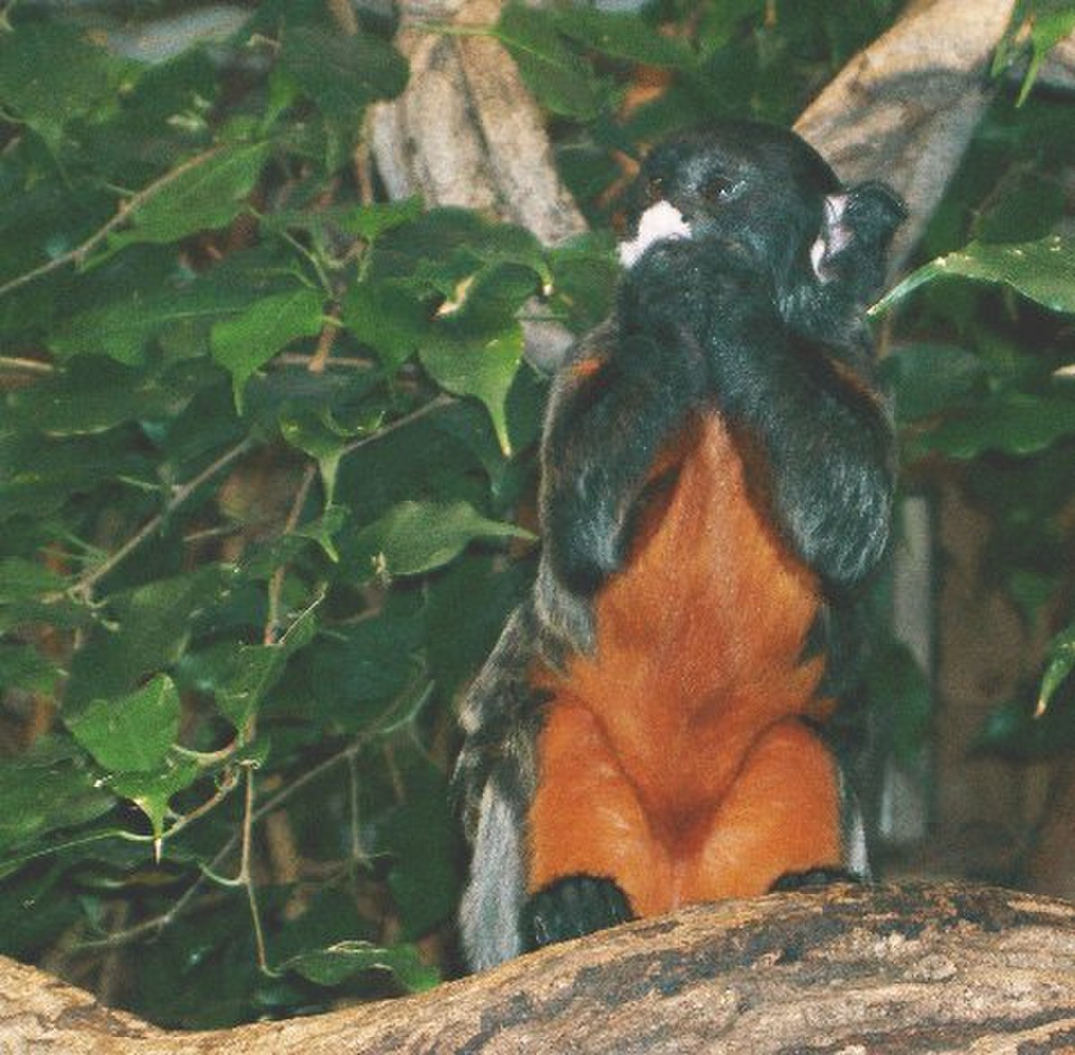  Tamarin labié (Saguinus labiatus)