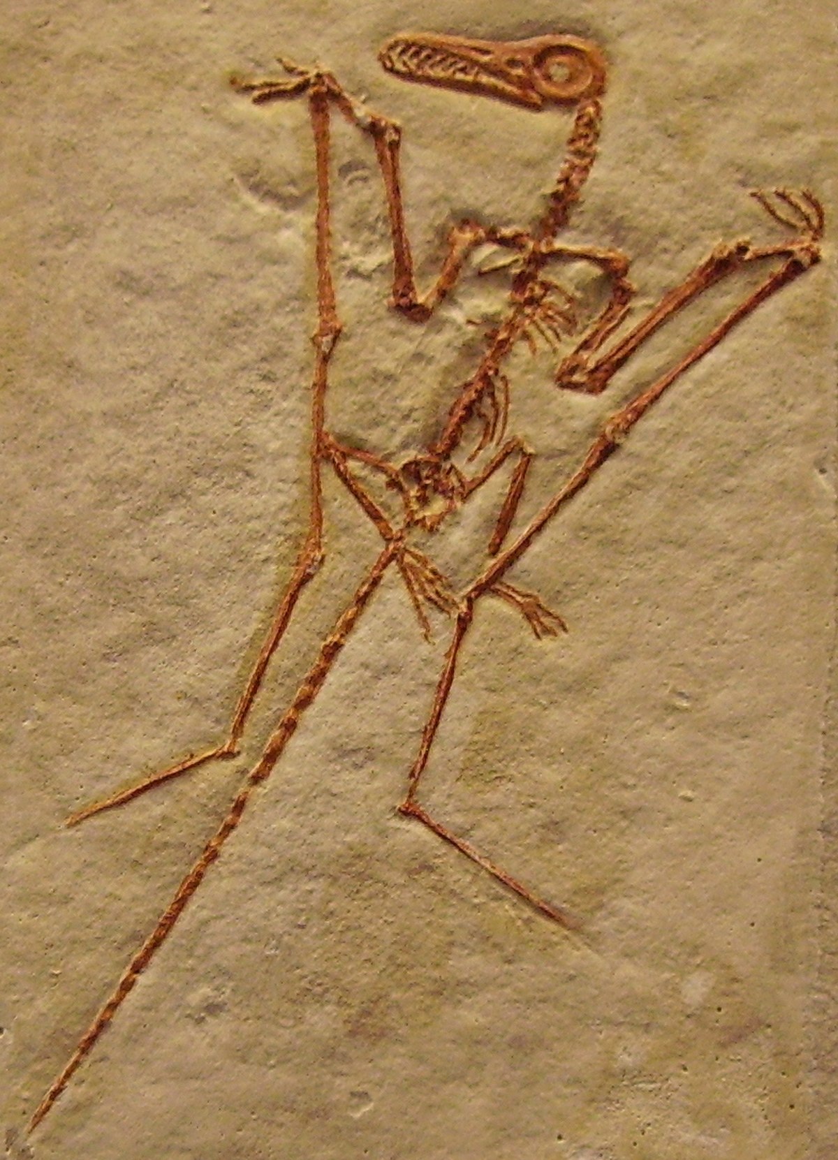 Rhamphorhynchus longicaudus.jpg