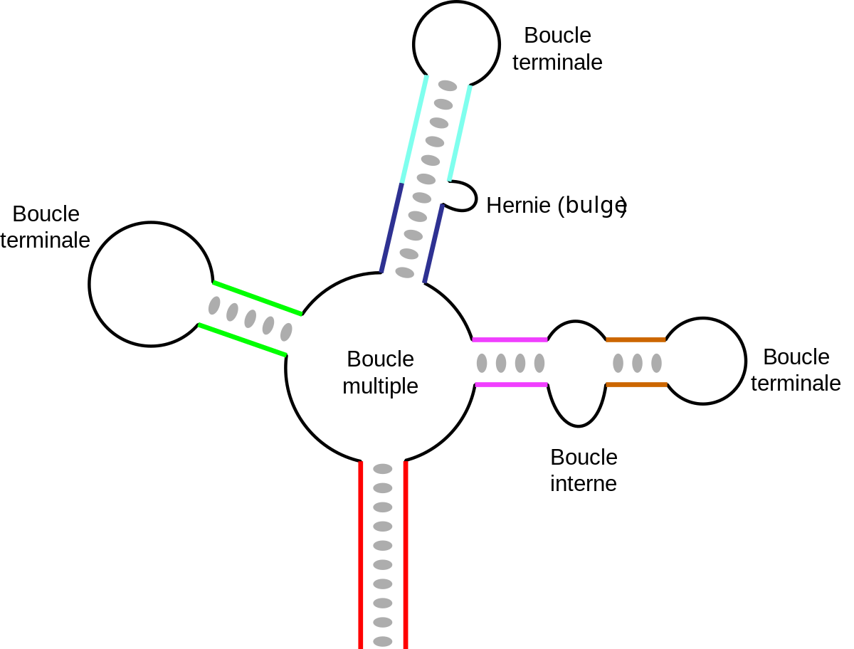 Topologie des différentes structures secondaires rencontrées dans l'ARN.