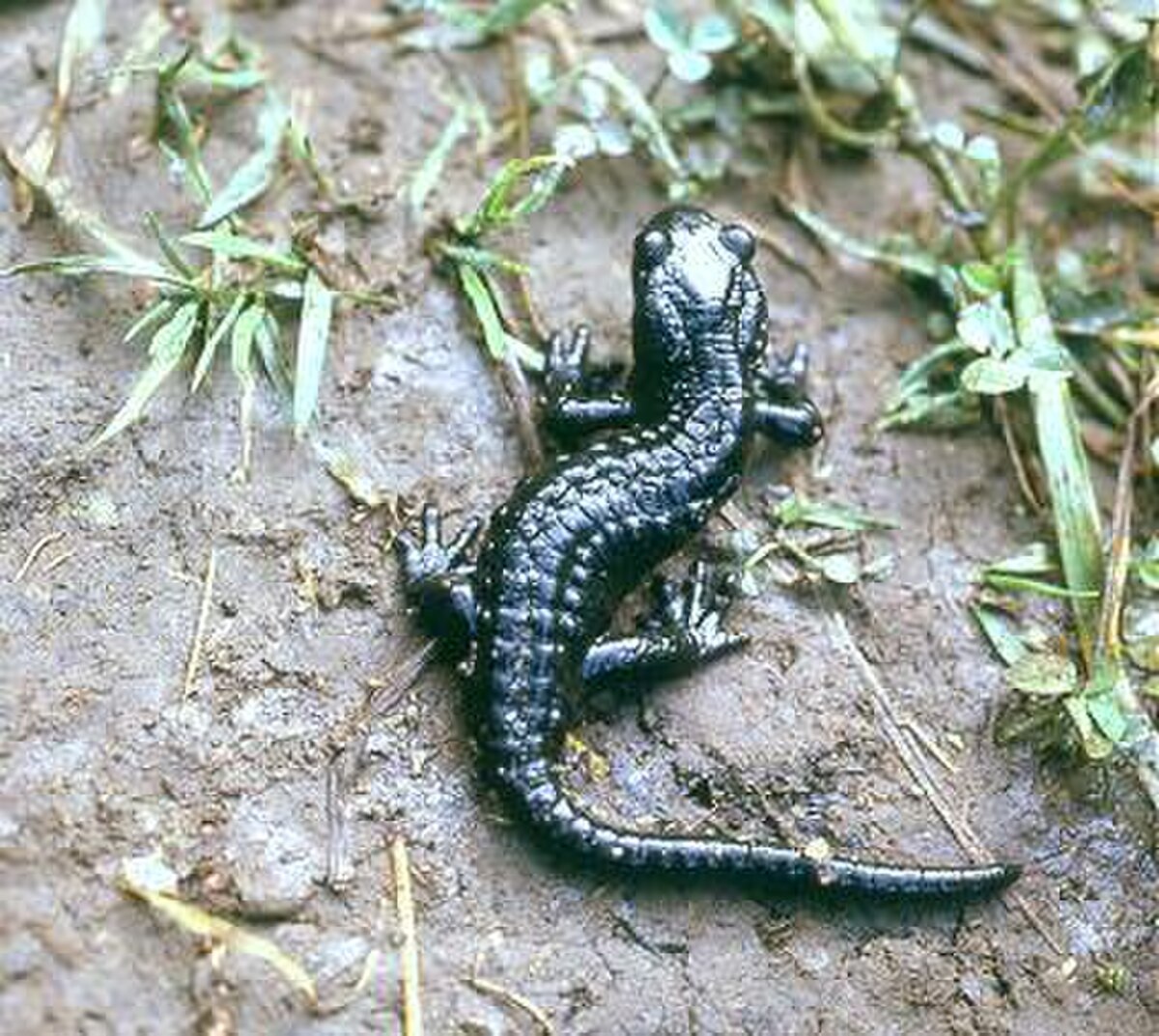 Salamandre : définition et explications