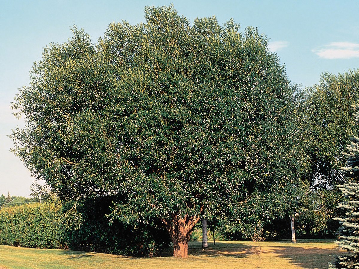  Salix pentandra