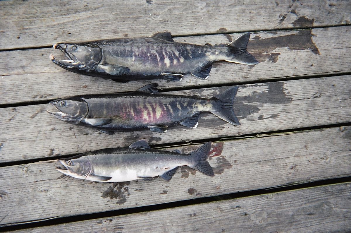 Œufs de saumon — Wikipédia