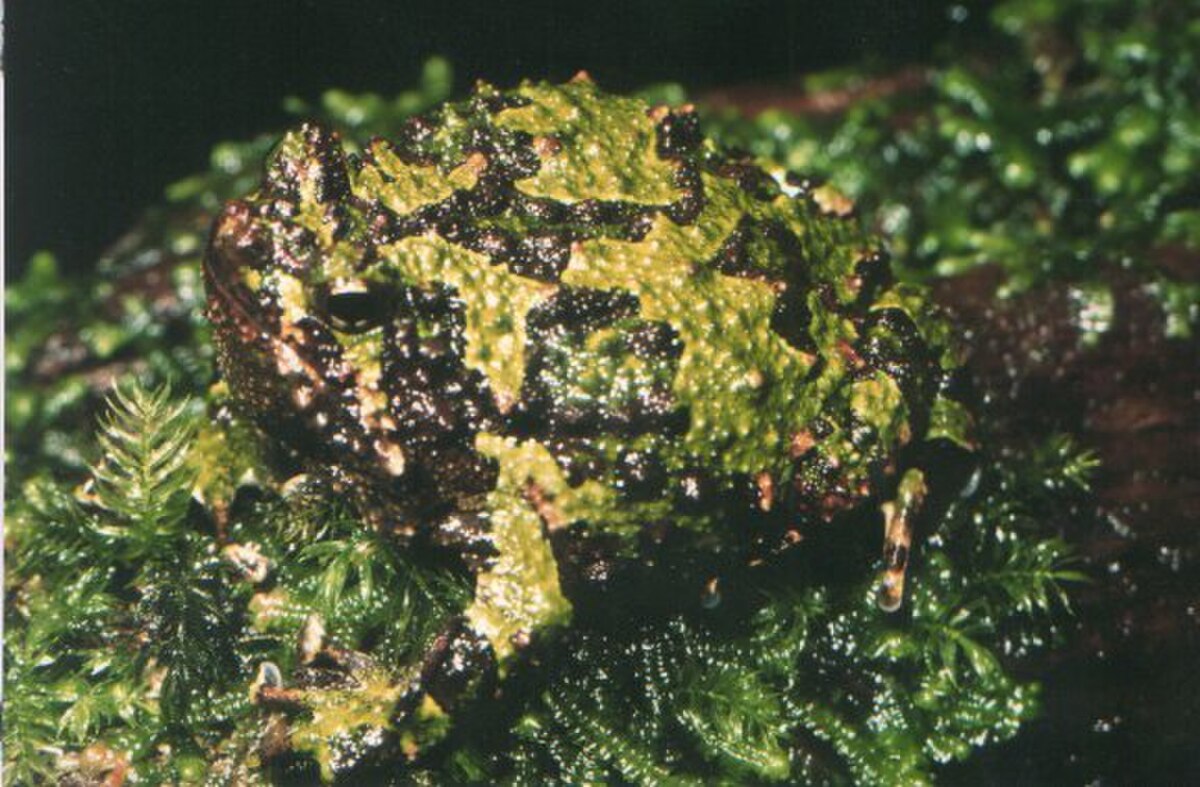 Scaphiophryne marmorata01.jpg