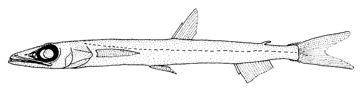 Scopelosaurus ahlstromi