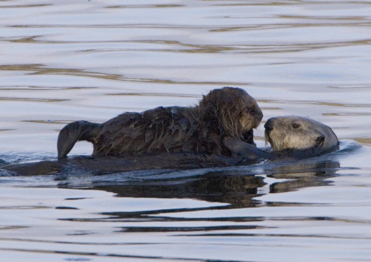 Définition  Loutre de mer - Enhydra lutris