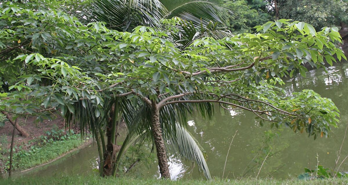 Bombax ceiba : définition et explications