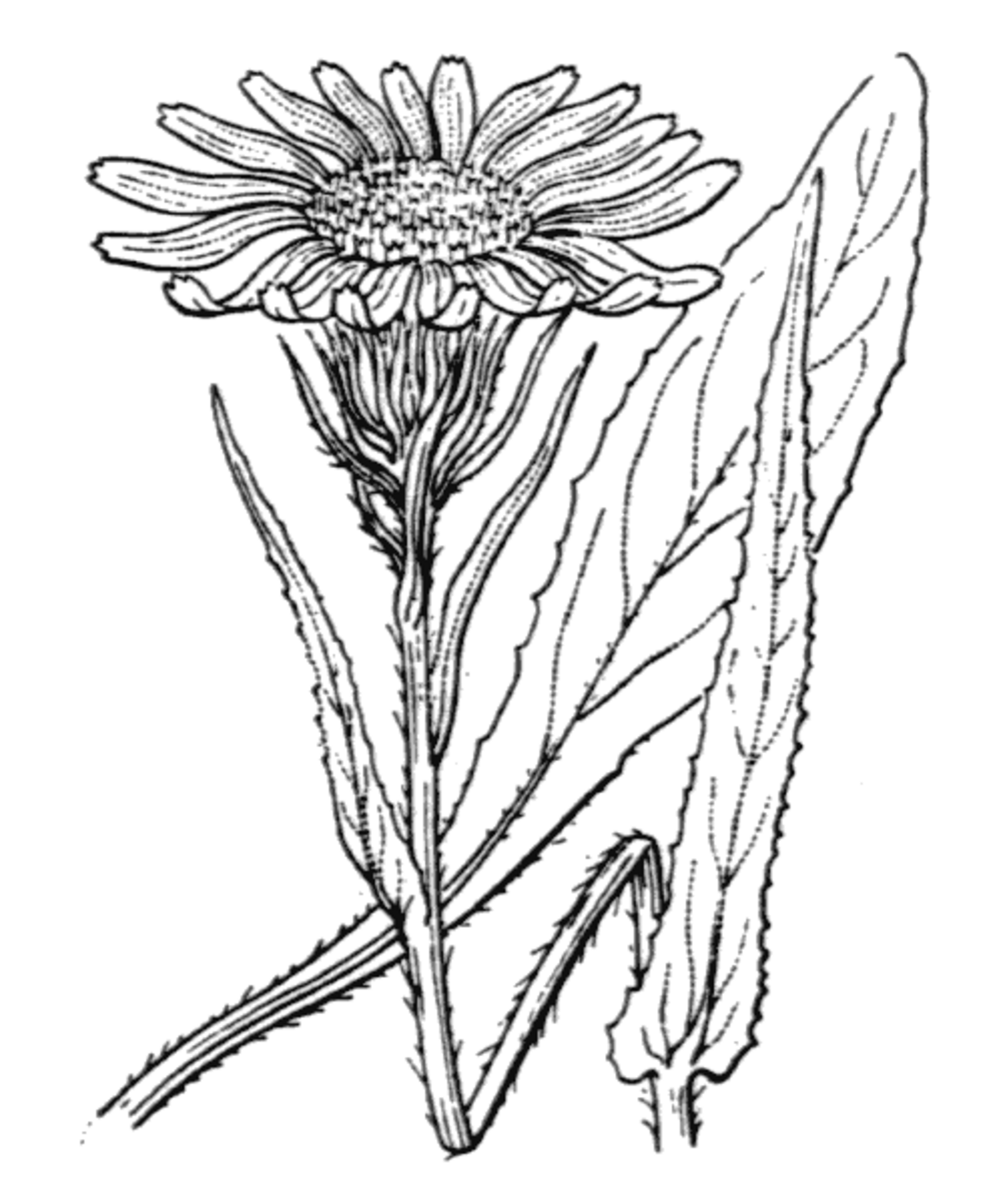  Senecio doronicum, Gravure de H. Coste