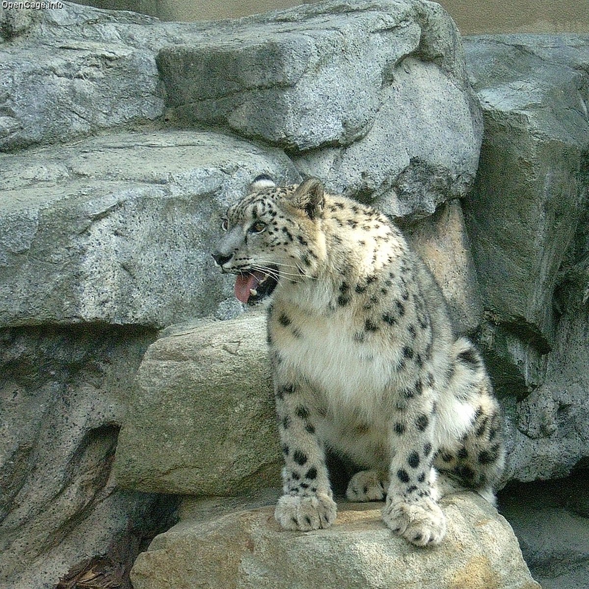  Panthera uncia