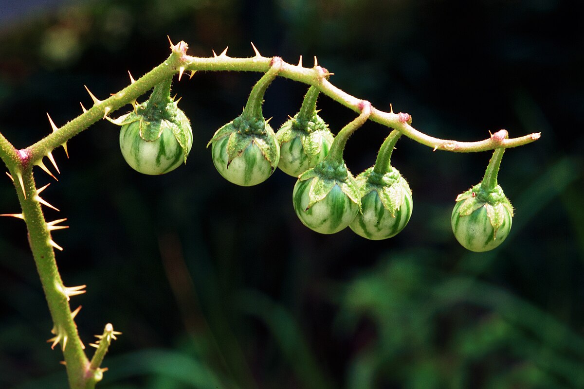  Solanum carolinense