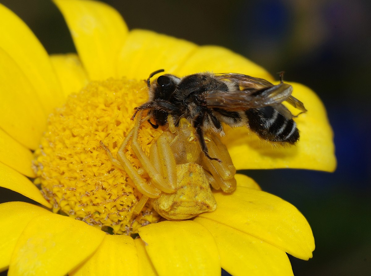  Thomisus onustus capturant une abeille