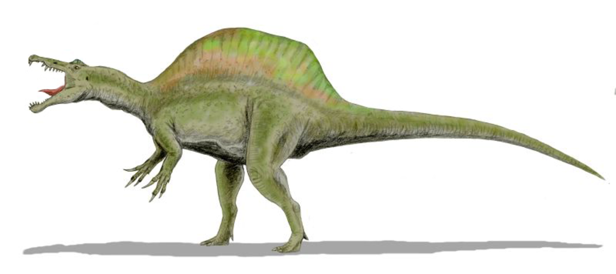 Découverte : le mystérieux Spinosaurus est le premier dinosaure