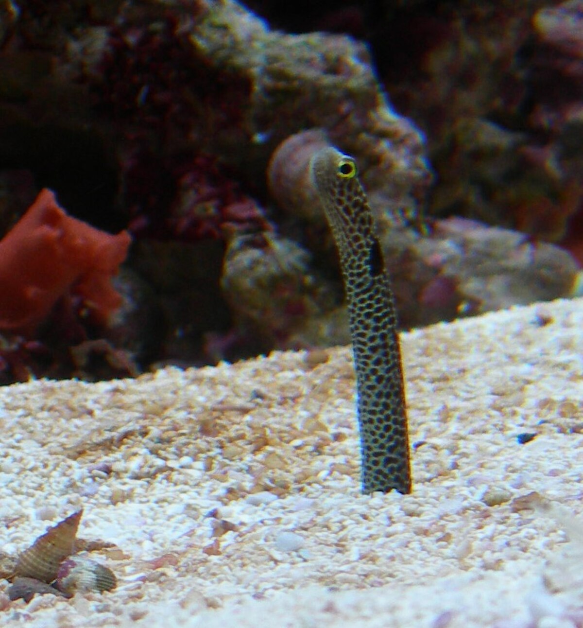 Spotted-garden-eel.JPG