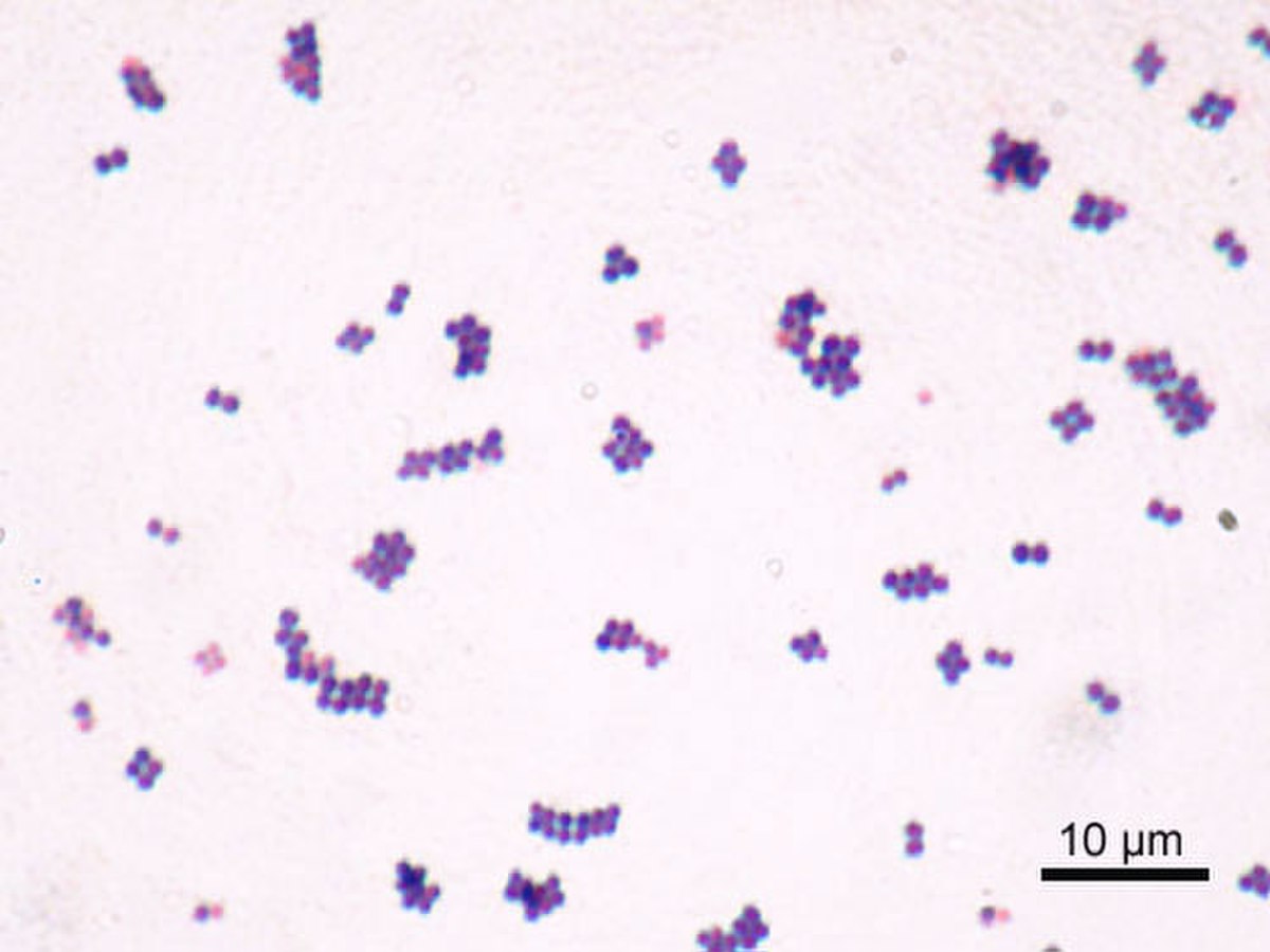  Photographie au microscope de bactéries Staphylococcus aureus