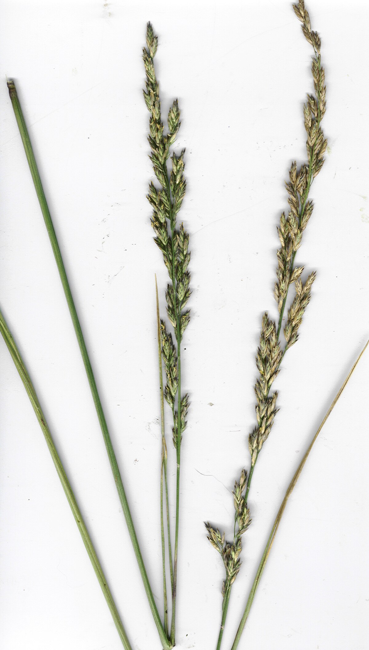 Festuca arundinacea
