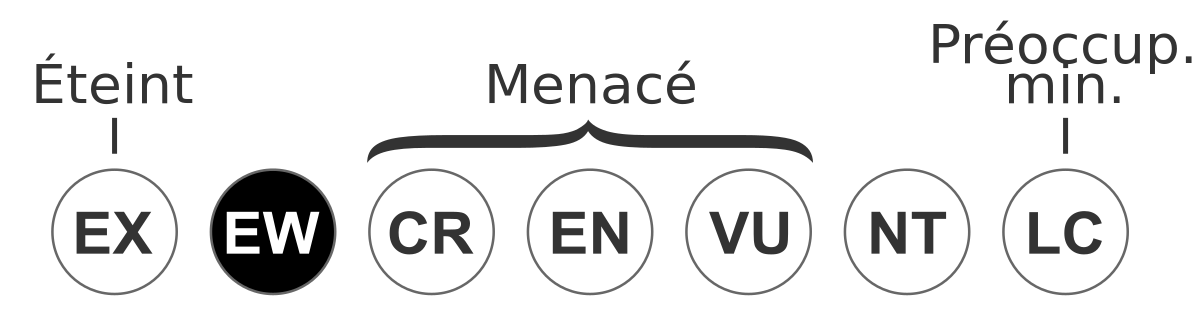 Lion de l'Atlas : définition et explications