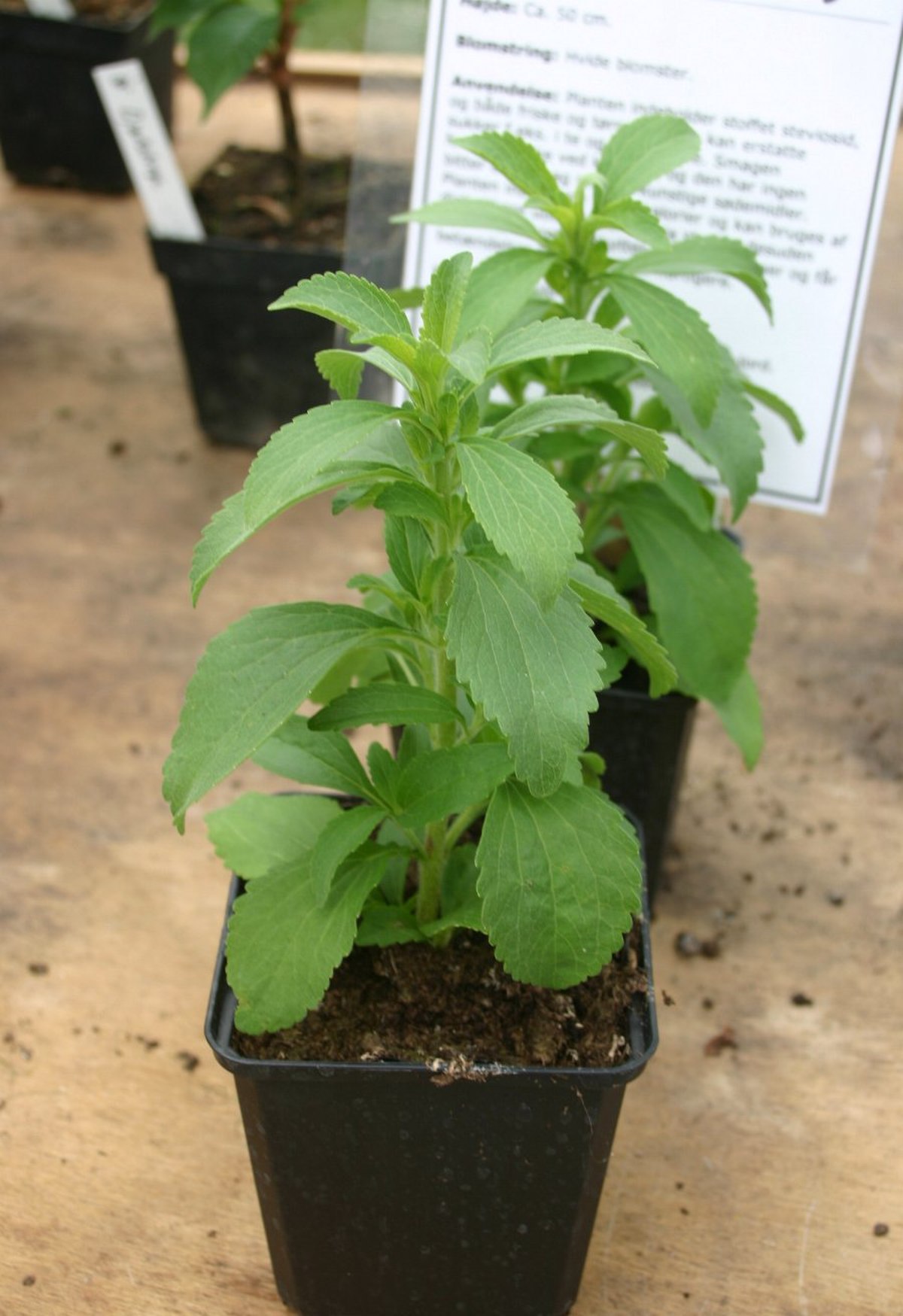  Jeune plant de Stevia rebaudiana