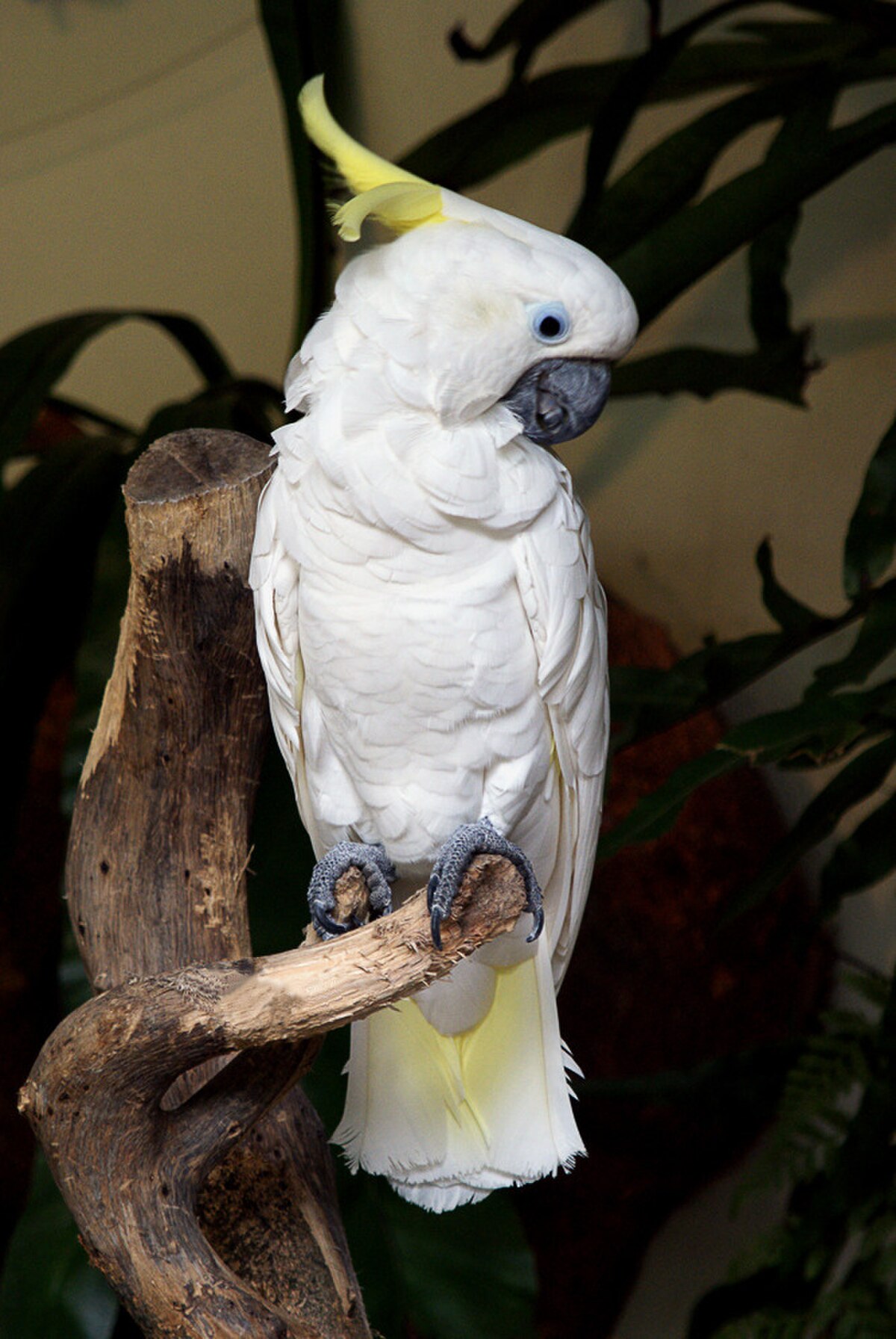Cacatua sulphurea