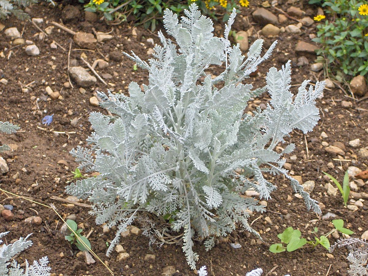  Tanacetum ptarmicaeflorum