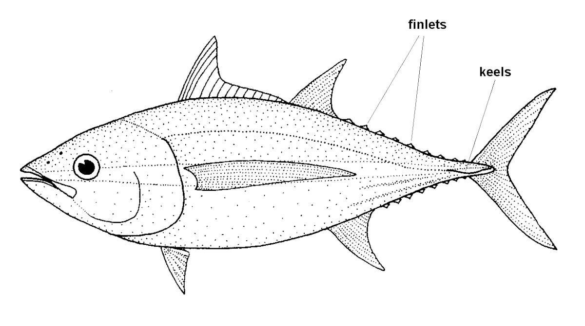 Thunnus obesus : définition et explications