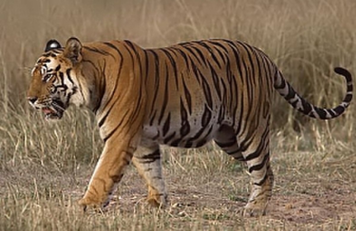  Tigre du Bengale (Panthera tigris tigris)
