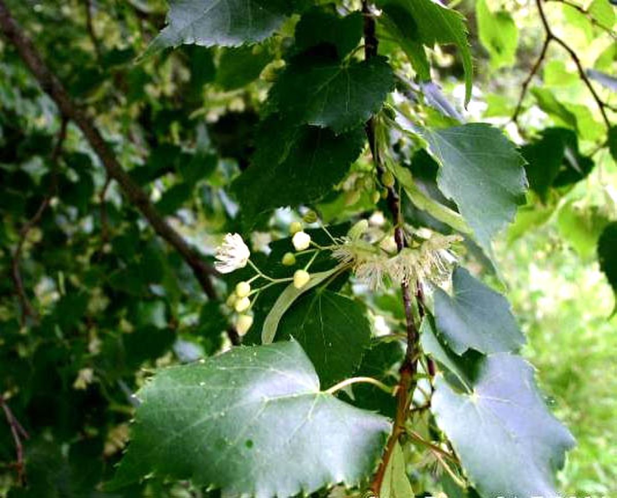 Définition  Tilleul à petites feuilles - Tilia cordata - Tilleul