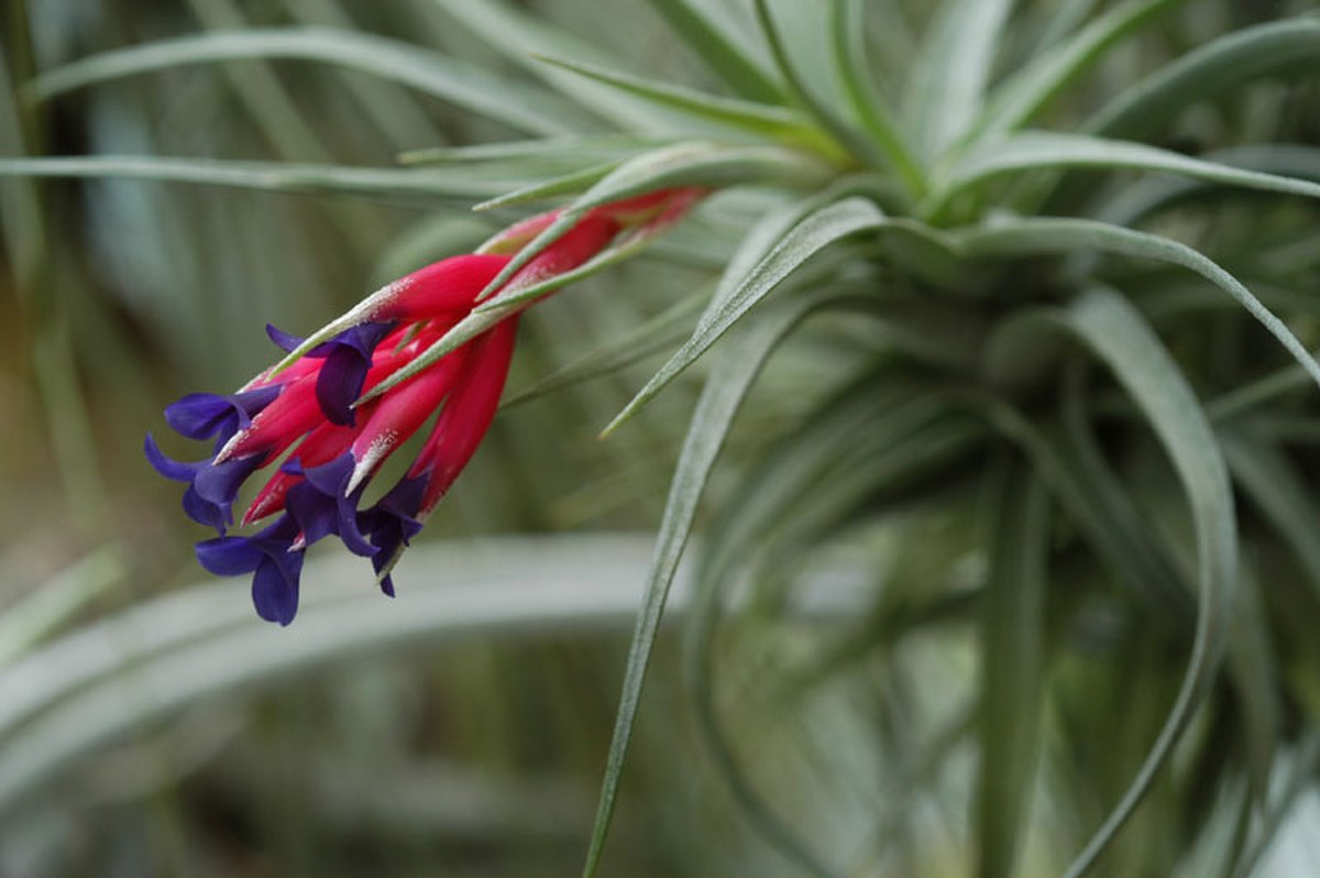 Support tillandsia - Cdiscount