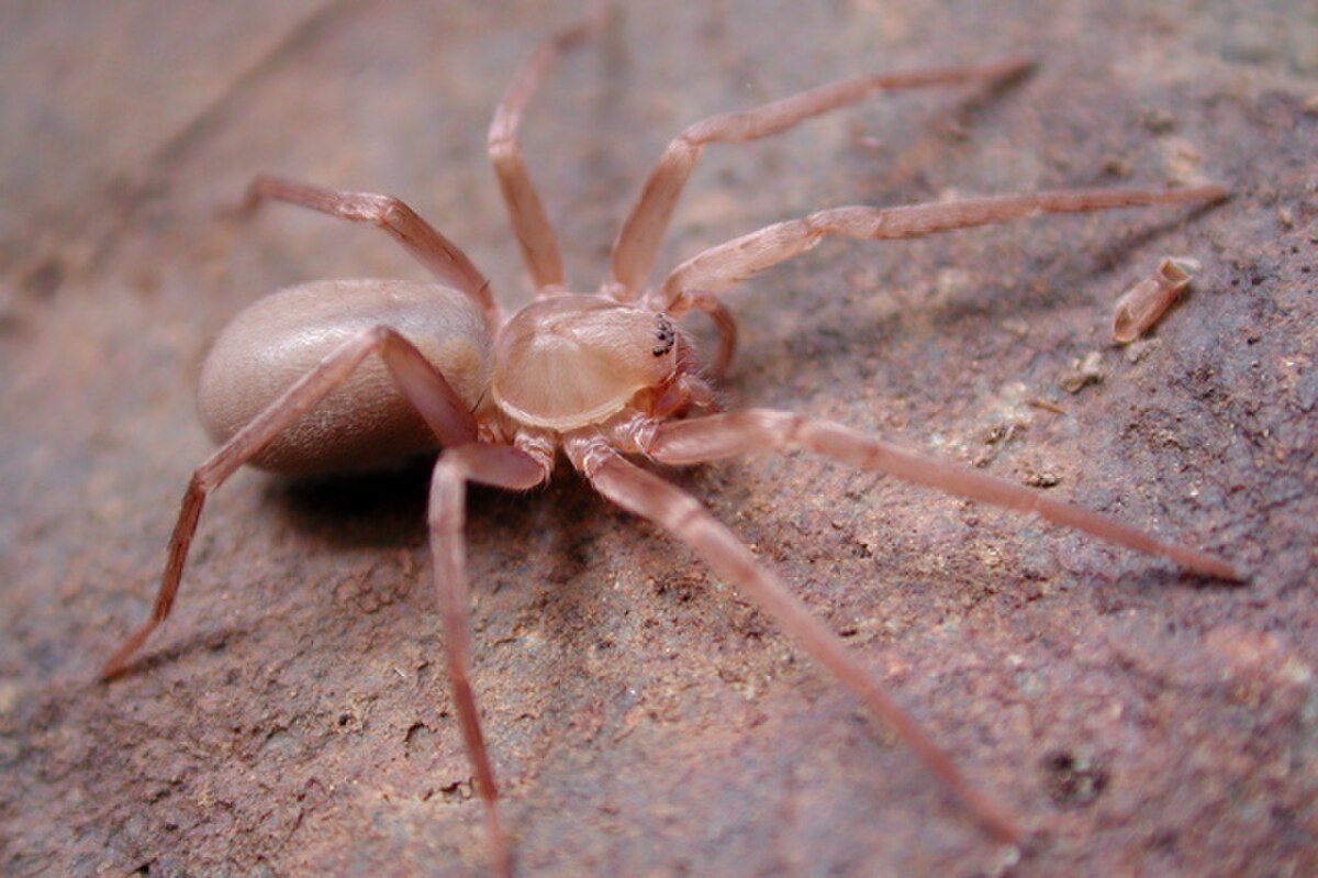  Une araignée du genre Titiotus