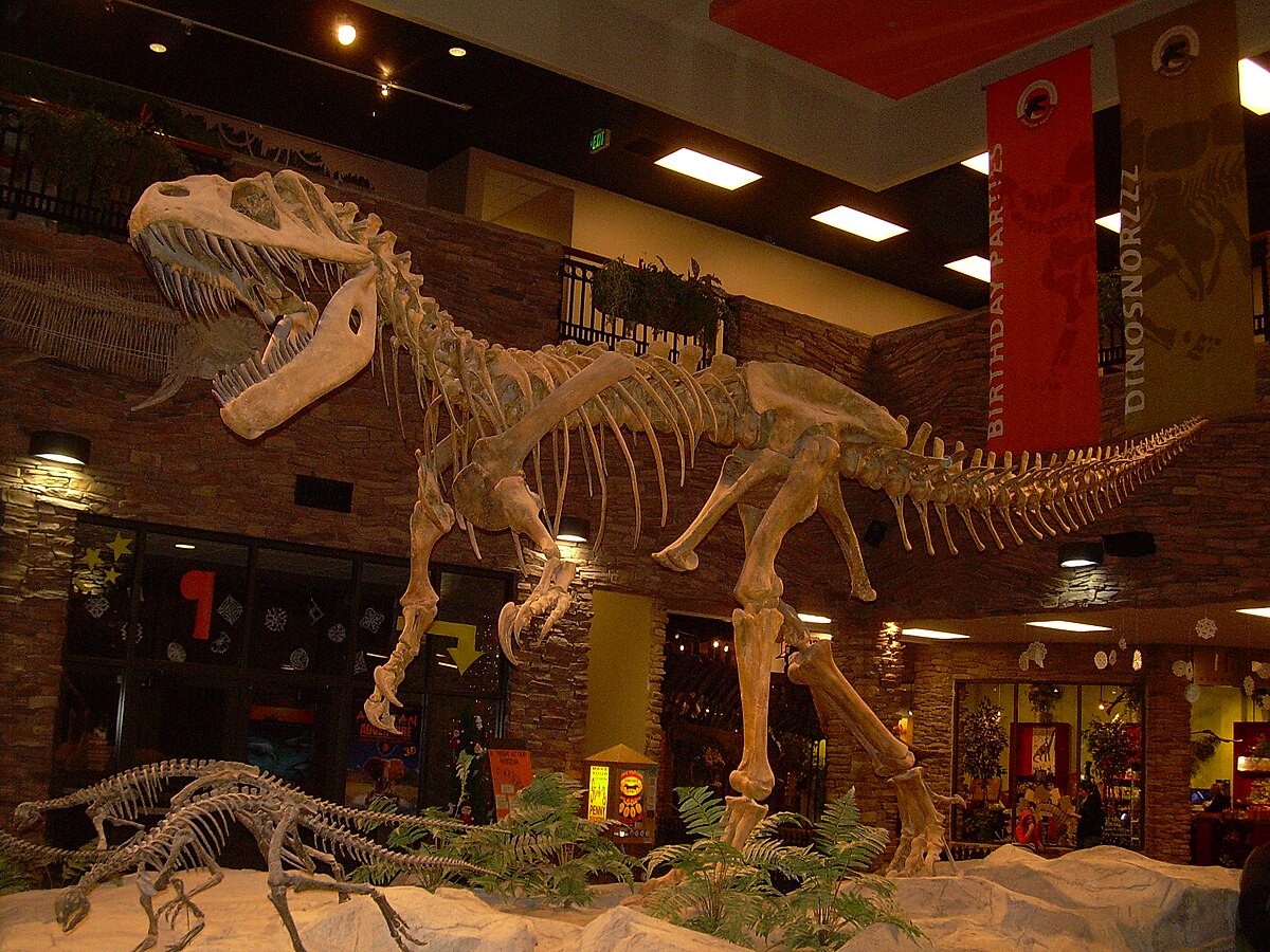 Squelette reconstitué de Torvosaurus tanneri