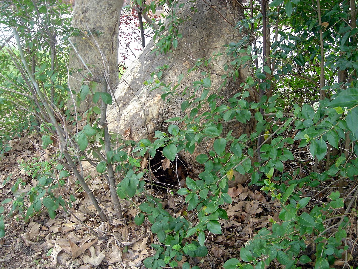 Un gros arbre entouré de feuilles mortes et de végétation buissonnante, avec un trou béant à sa base.