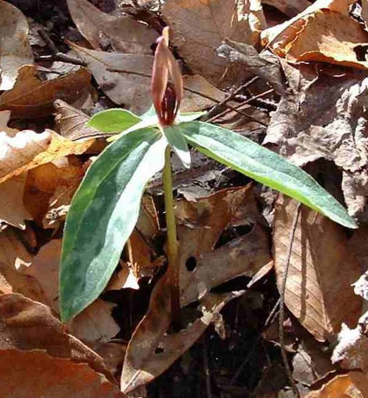 Trillium lancifolium