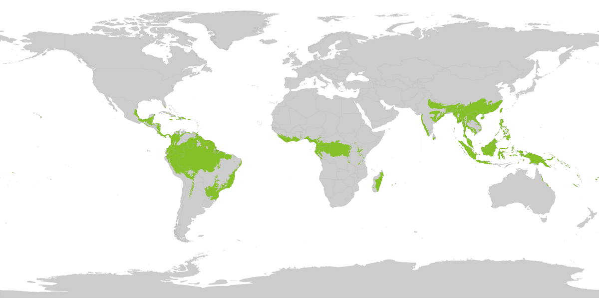 Anatomie des forêts tropicales pluvieuses