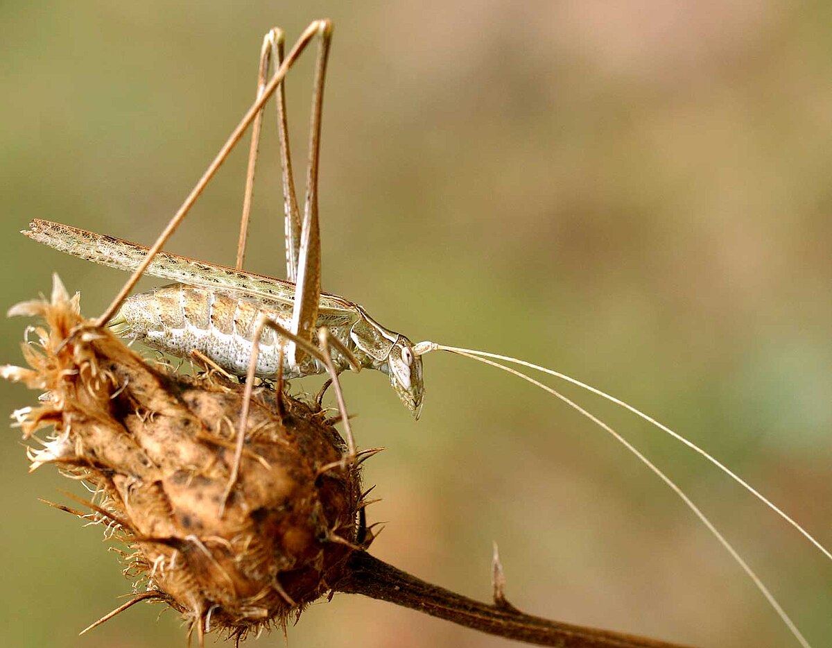 Tylopsis - Définition et Explications