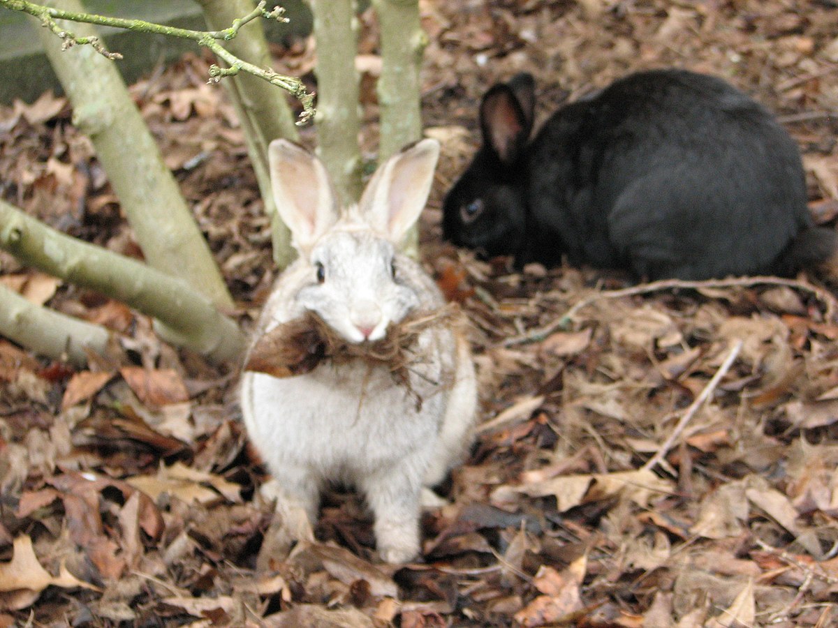 Oreille fendue, le lapin de garenne