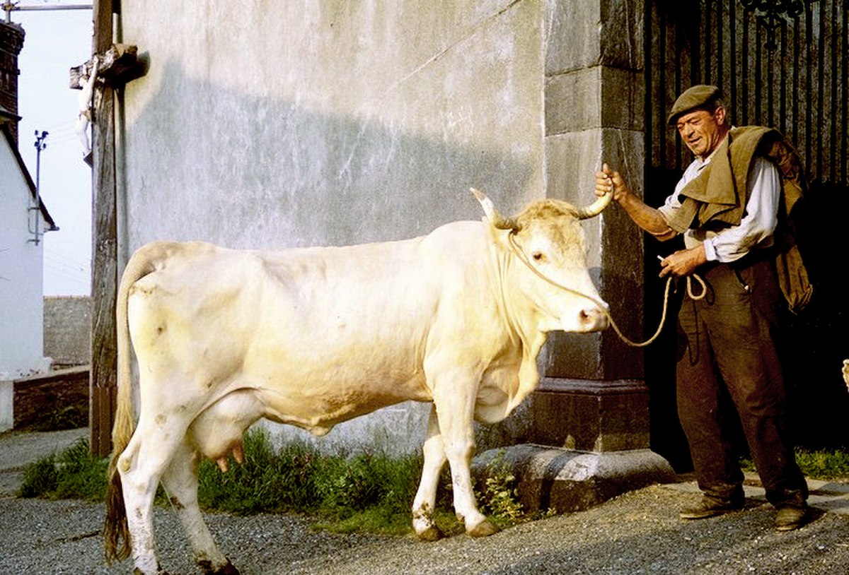 Vache lourdaise à Bourreac.jpg