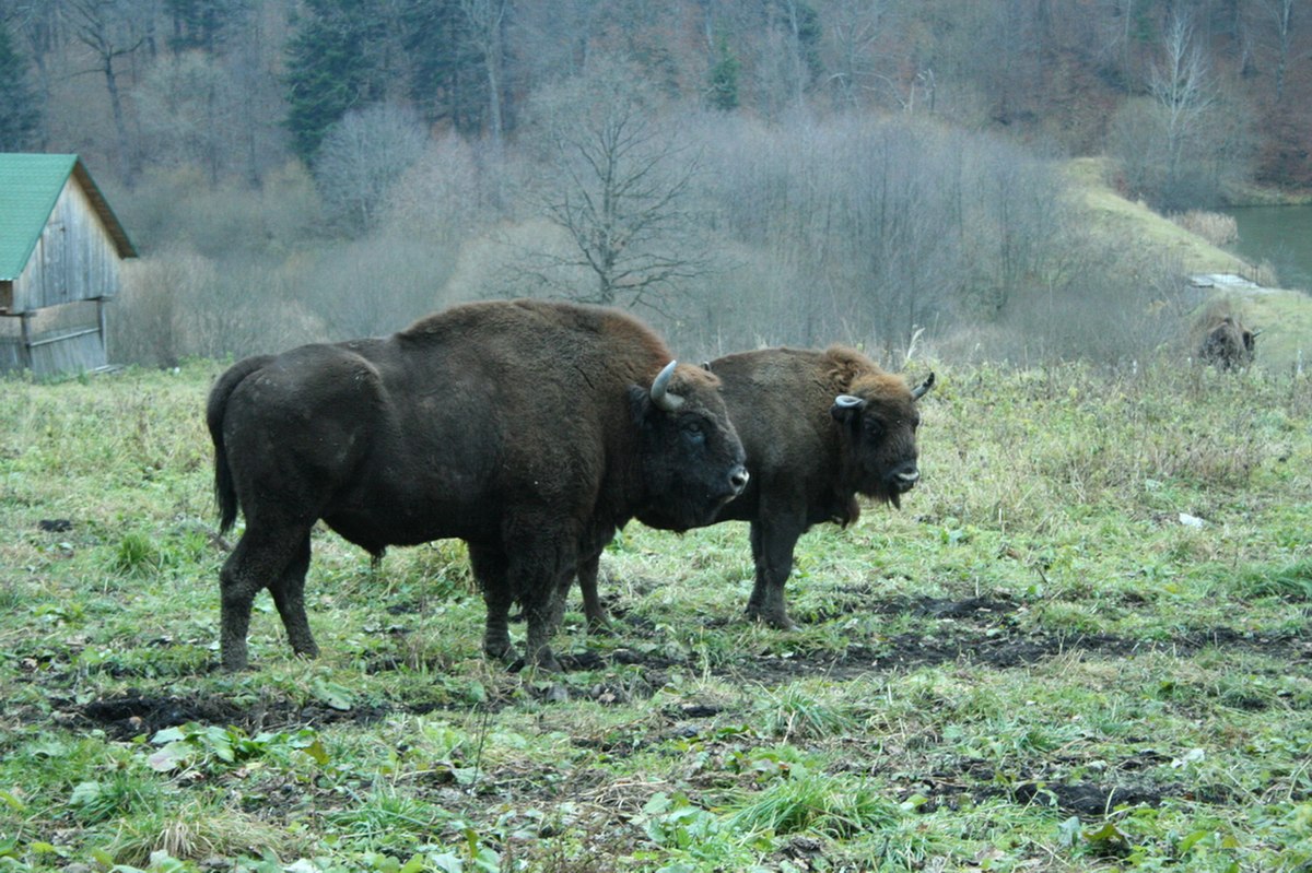  Bison d'Europe (Bison bonasus)