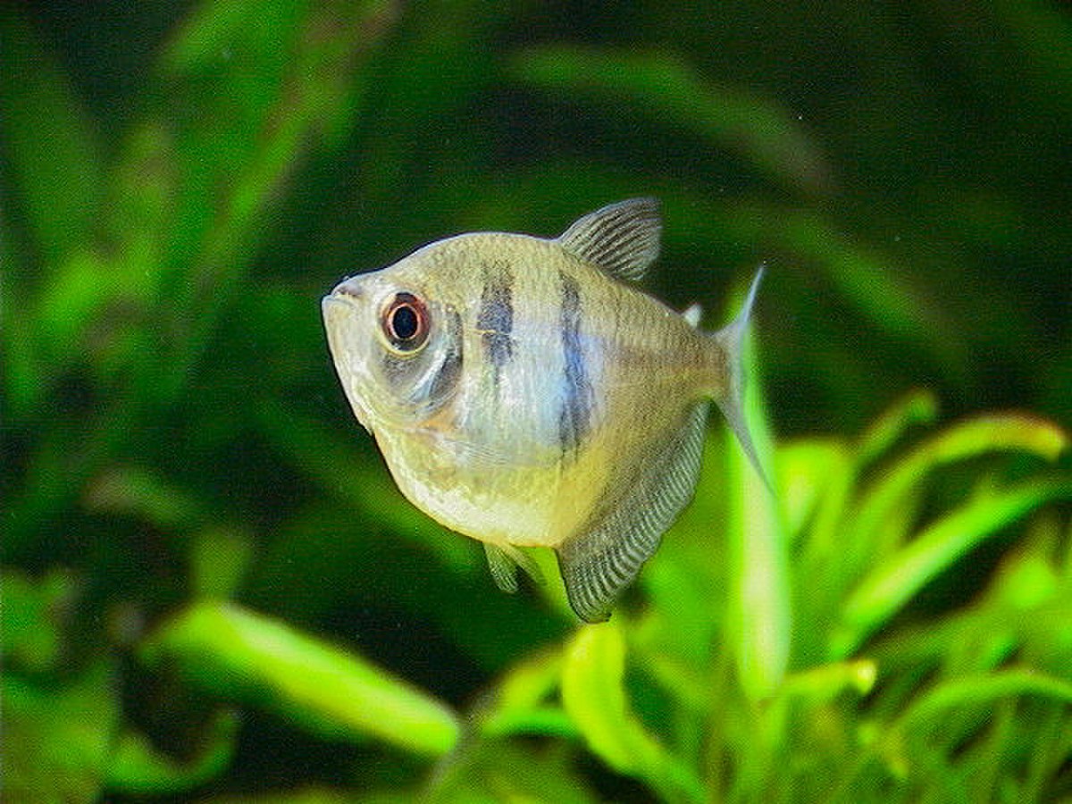 Poissons pour débutant en aquarium : définition et explications