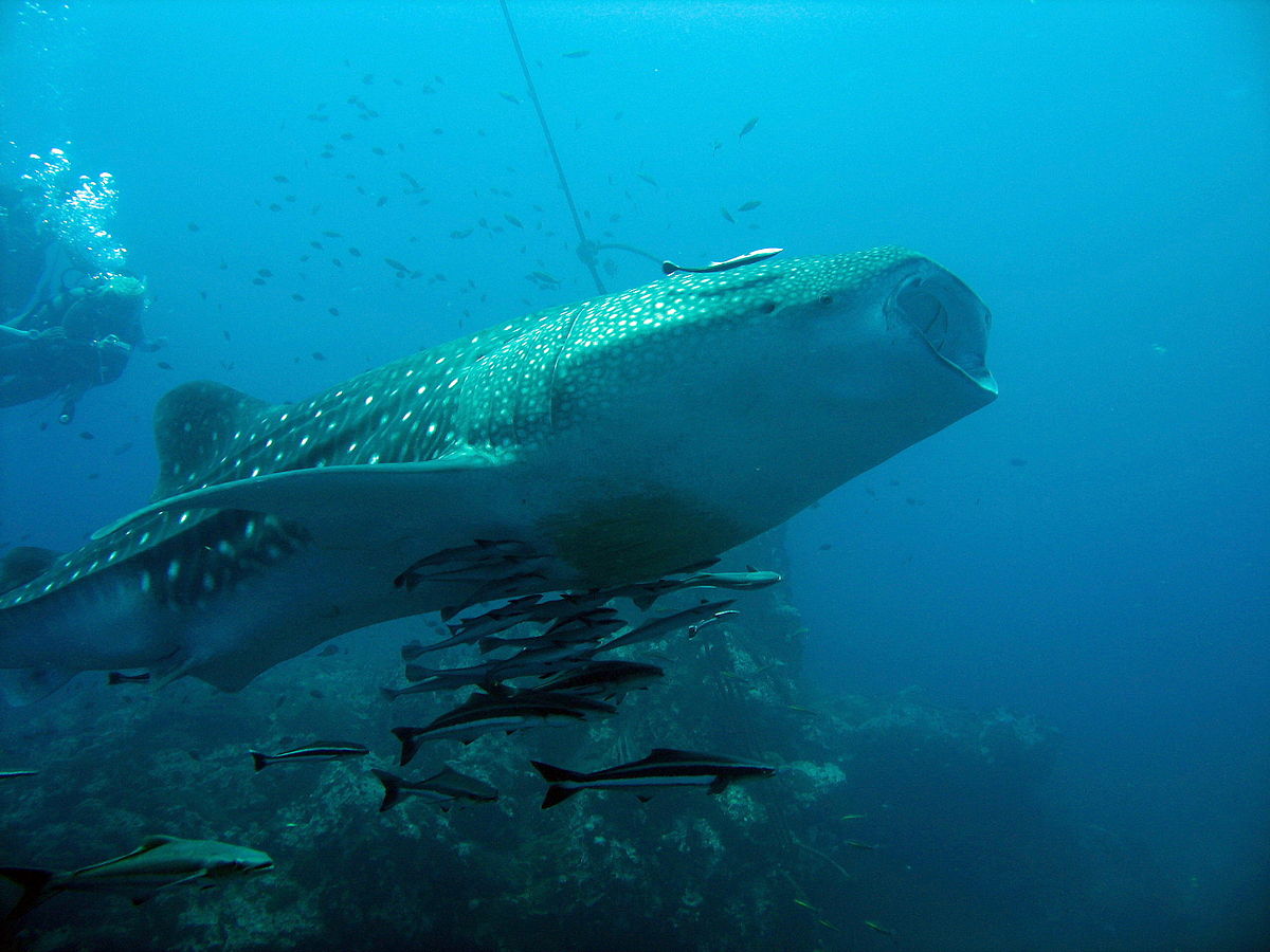 Tableau contemporain Rencontre avec un requin