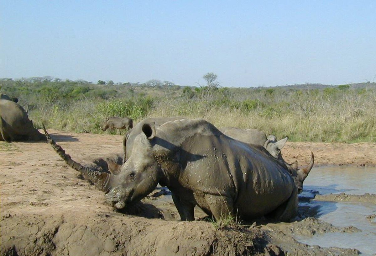 White rhinoceros Hluhluwe-Umfolozi.jpg
