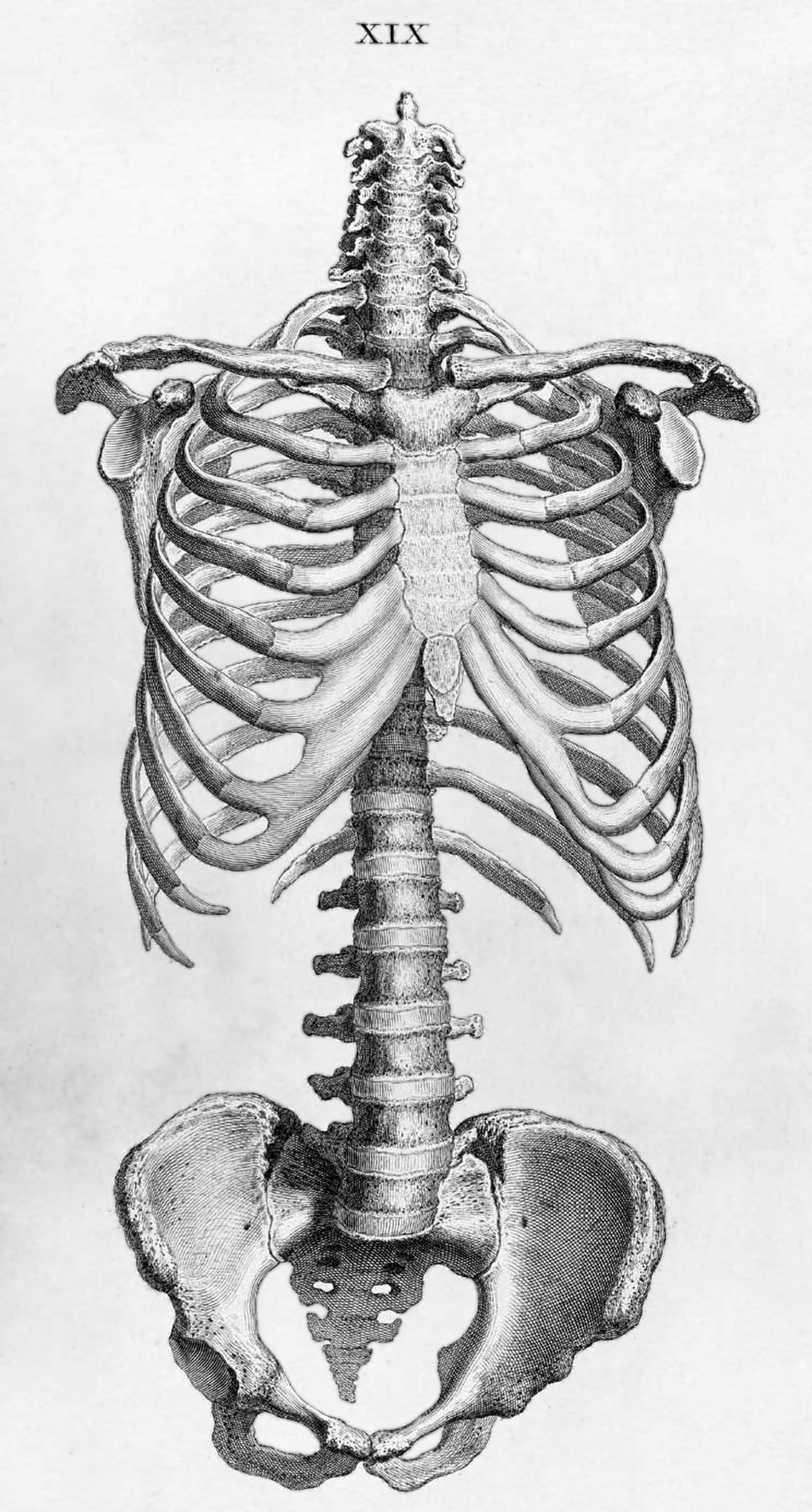 🔎 Squelette humain - Liste des os du squelette