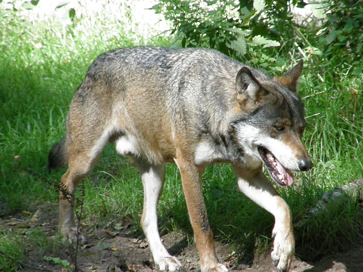  Loup gris commun (Canis lupus lupus)