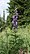 Aconitum napellus 230705.jpg