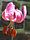 Lilium martagon (Dieppe).jpg