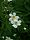Ranunculus aconitifolius01.jpg